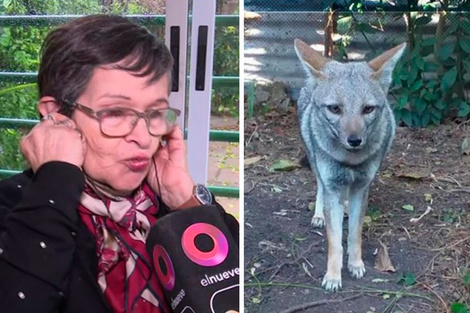 Una zorra suelta en La Plata: la dueña pidió ayuda para encontrarla y dijo que la tiene desde bebé