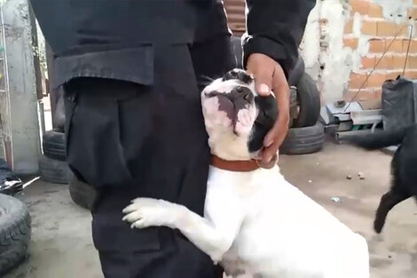 El criadero clandestino tenía cachorros de bulldog francés a la venta. Foto: captura de video.