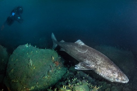 Es la primera vez que se encuentra un tiburón de este tipo en las aguas del Caribe occidental frente a la segunda barrera de coral más larga del mundo. (Foto: AFP)