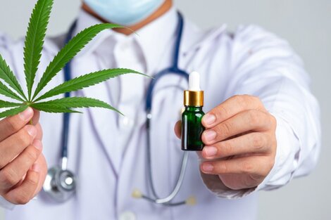 CannaBA: impulsan un proyecto para producir cannabis medicinal gratis en la Ciudad