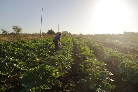 El otro campo: "La concentración en el sector es salvaje"