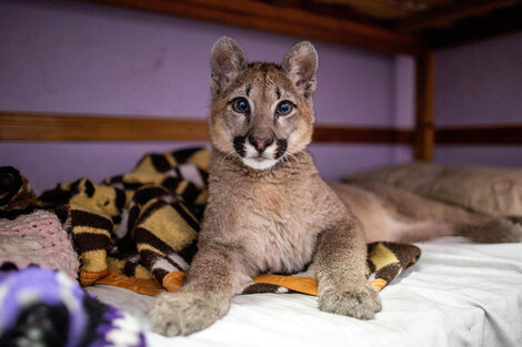 La puma Lola Limón vive en el Ecoparque de Palermo desde 2019. Imagen: Télam.