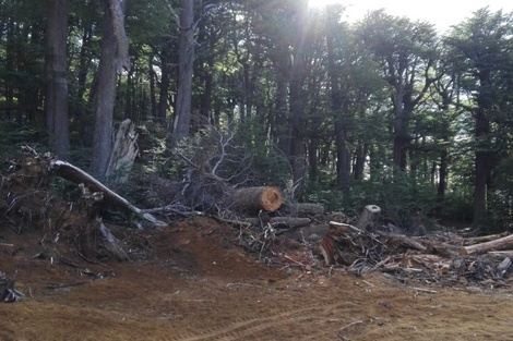 Un empresario de Chubut taló un bosque nativo para hacer una pista de esquí y debe pagar una multa de $36 millones