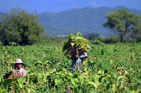 Productores piden medidas que garanticen estabilidad y competitividad