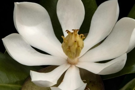 La "Magnolia emarginata" está en la lista rojas de especies amenazadas de extinción. 