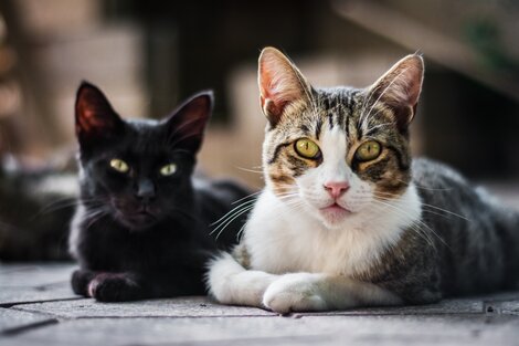 Hay tres fechas en el año que conmemoran a los felinos. Imgen: Freepik.