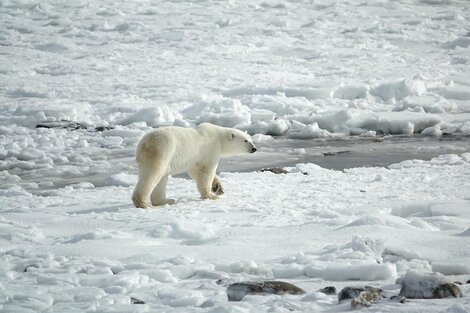 En Svalbard, es obligatorio llevar un rifle al salir de las comunidades urbanas para estar preparado en caso de un encuentro fortuito con un oso.  