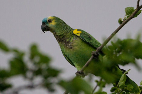 Loro hablador.