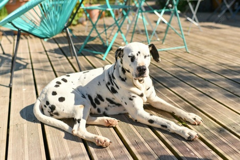 Las mascotas pueden ir a bares y restaurantes de Bahía Blanca. Imagen: Freepik