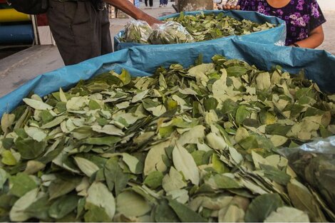 Juez federal propone regular el abastecimiento de hojas de coca