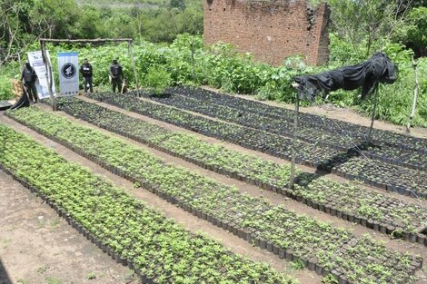 Confirmaron prision preventiva para 4 imputados por la plantación de marihuana 