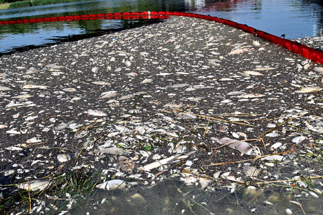 Cien toneladas de peces muertos en el Oder