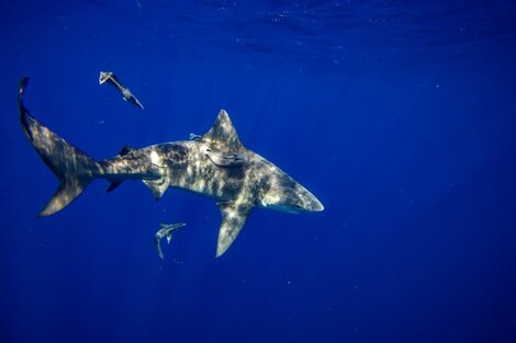 Las autoridades presumen que el menor fue alcanzado por la mordida de un tiburón toro. Foto: (Joseph Prezioso / AFP)