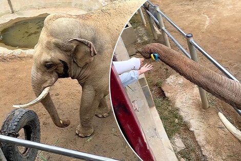 El animal amablemente le acercó el zapato al niño. (Foto;Redes sociales)