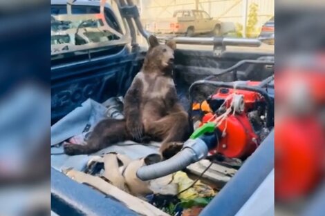 Video: así ayudaron a un oso cachorro que por accidente se intoxicó con "miel loca"