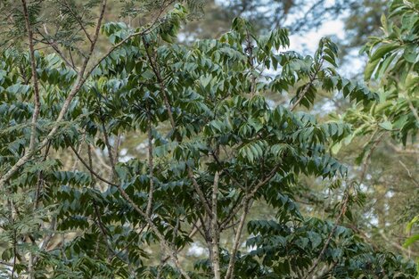 El coco y el naranjillo: cítricos autóctonos 