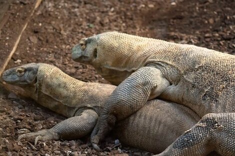 Una dragona de Komodo, el reptil más grande del mundo y en peligro de extinción, puso una docena de huevos