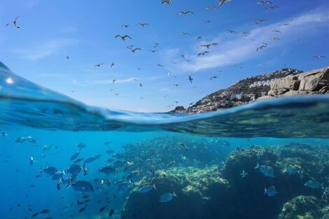 Temperaturas récord alertan por el peligro de la biodiversidad marina en el Mediterráneo