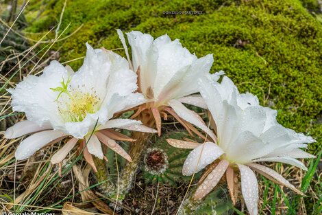 Los cactus de zonas húmedas