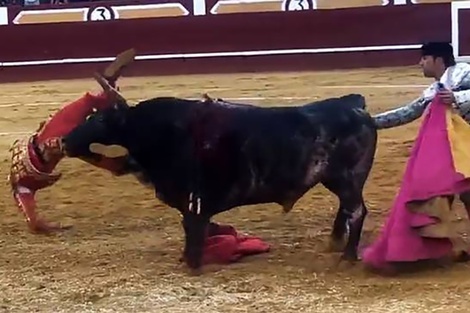 En España un torero recibió un cornada y está al borde de la muerte