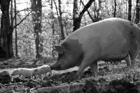 El talentoso director ruso va más allá del panfleto vegano.