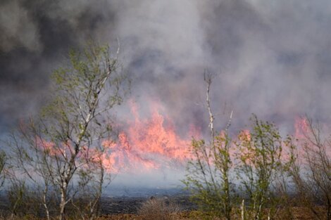 Incendios en el Delta: reclaman que el gobierno de Entre Ríos releve la situación de las tierras públicas