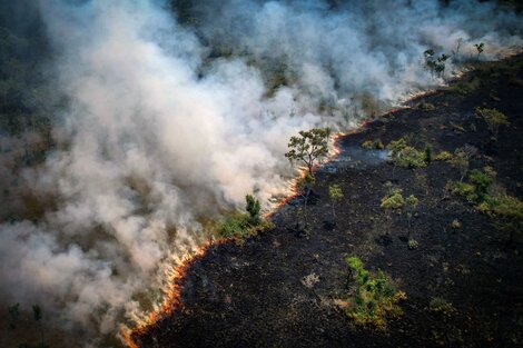 Un Día de la Amazonia con poco para festejar: los incendios siguen con cifras récord 