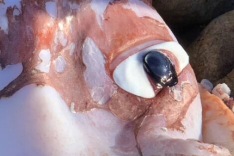 ojo de calamar gigante