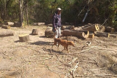 Una jueza ordenó a la Secretaría de Ambiente que actúe contra la tala ilegal