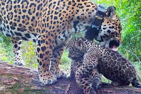 Nacieron dos cachorros de yaguareté en el Parque Nacional Iberá. Imagen: captura de video