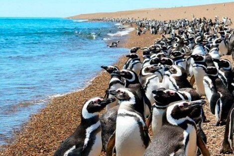 En enero, es cuando los pingüinos bebés empiezan a salir de los nidos para aprender a nadar. Es el momento perfecto para viajar con niños a Punta Tombo. (Foto: Turismo Nación)