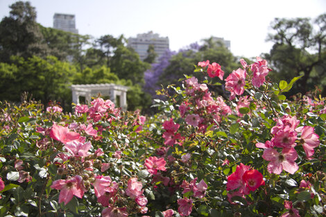 Día de la Primavera: por qué se festeja hoy 21 de septiembre