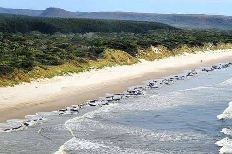 Los cetáceos aparecieron cerca del puerto de Macquarie, en el estado de Tasmania. Foto: (AFP/Departamento de Recursos Naturales y Ambiente de Tasmania)