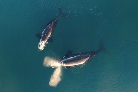 De junio a diciembre hay avistamiento de ballenas en Chubut. Imagen: Télam. 