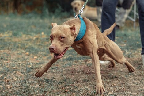 El perro fue sacrificado por quienes intentaban socorrer a la menor.