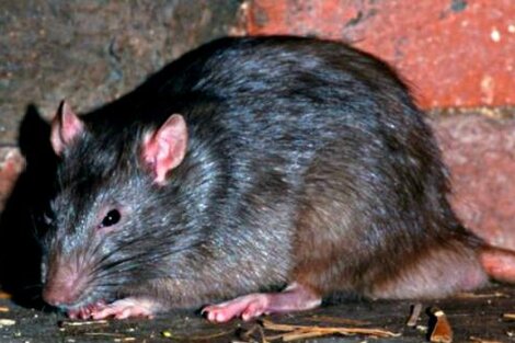 Rosario: una joven de 23 años se encuentra internada en grave estado luego de contraer hantavirus 