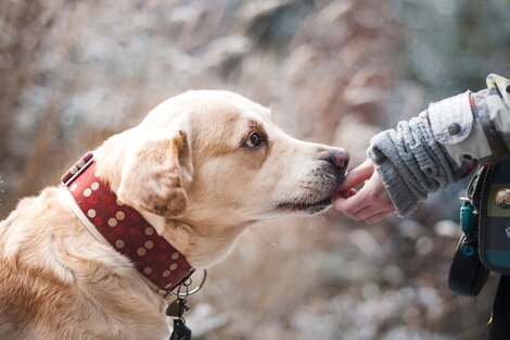 Una pareja se separó y a través de una jueza establecieron el régimen de las visitas para sus perros