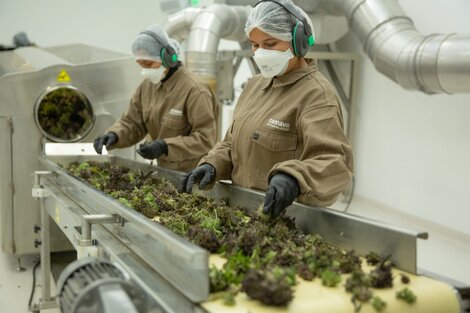 Jujuy: Anmat habilita la primera planta industrial de cannabis medicinal del país