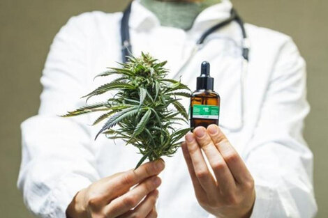 Aceite de cannabis de producción nacional