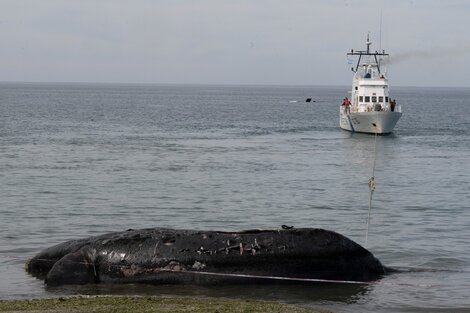 El drama de las 15 ballenas muertas en Península Valdés