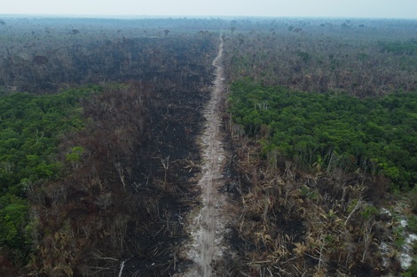 Brasil: deforestación en la Amazonia alcanzó un nuevo récord