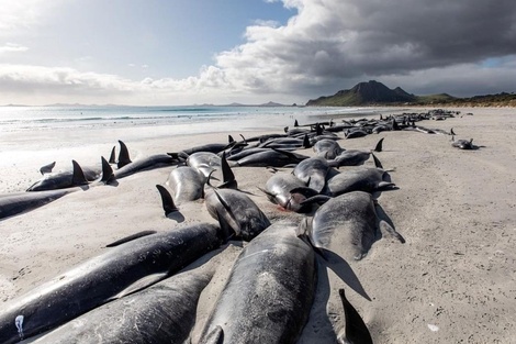 Nueva Zelanda: murieron 215 ballenas piloto que quedaron varadas en una isla