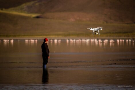 Estudian flamencos andinos amenazados por la minería y el cambio climático 