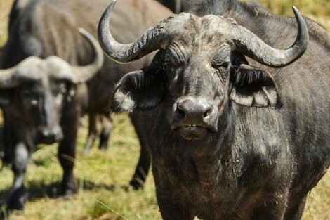 El cazador mexicano Mario Alberto Canales Najjar murió atropellado por el búfalo al que intentó cazar en Entre Ríos. (Télam)