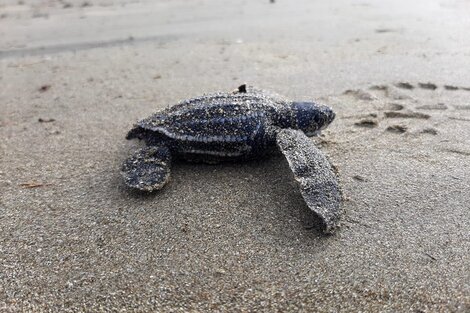 Las tortugas laúd encabezan el listado de los "íconos de la biodiversidad" más amenazados. (Foto: EFE)