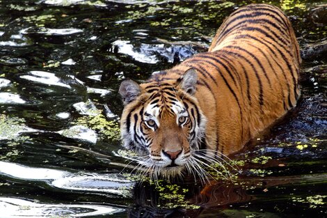 India: las autoridades capturaron a un tigre acusado de matar a 13 personas