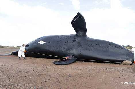 Chubut: ya son 30 las ballenas muertas