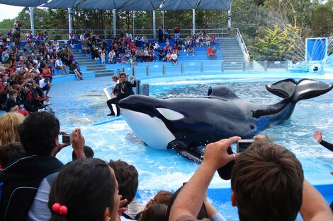 Llega al Senado un proyecto de ley para prohibir espectáculos con animales marinos silvestres en cautiverio