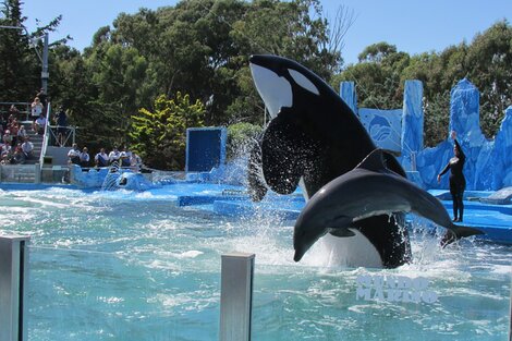 Presentaron un proyecto para prohibir los espectáculos de animales marinos en Argentina