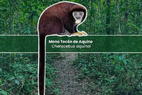 Descubren una nueva especie de mono en la selva Amazónica de Perú 